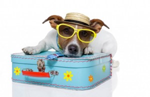 A New York, il primo terminal per animali (FOTO)