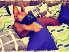 Rufus, un cane dalle avventure da sogno (FOTO)