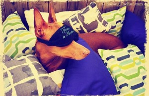 Rufus, un cane dalle avventure da sogno (FOTO)