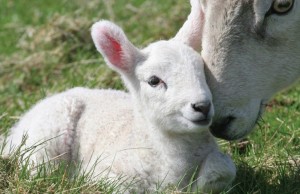Campagna OIPA per salvare gli agnelli dalla Pasqua (FOTO)