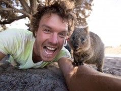 Il nuovo trend è fare selfie con i quokka (FOTO)