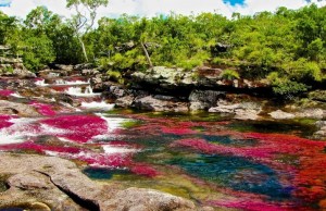 Caño Cristales, un tripudio di colori (FOTO E VIDEO)