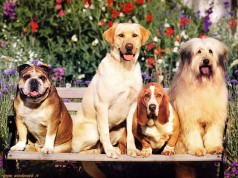 Anche i cani hanno una vita sociale (FOTO)