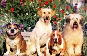 Anche i cani hanno una vita sociale (FOTO)