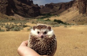 National Geographic fa furore su Instagram (FOTO)