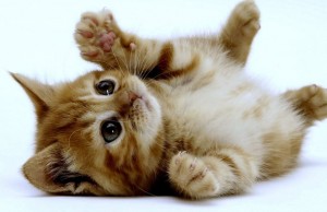 Kitten therapy: la soluzione per lo stress da lavoro (FOTO)