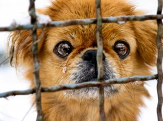 Fermiamo il Festival della carne di Yulin (FOTO)