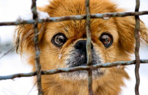 Fermiamo il Festival della carne di Yulin (FOTO)