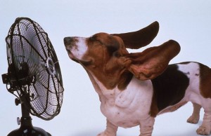 I 10 luoghi comuni sul caldo (FOTO)