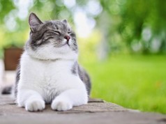 I gatti ci insegnano come essere felici (FOTO)
