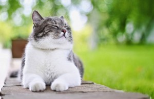 I gatti ci insegnano come essere felici (FOTO)