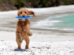 Fido in spiaggia: ecco dove andare (FOTO)