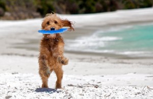 Fido in spiaggia: ecco dove andare (FOTO)