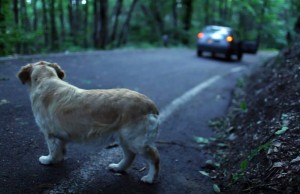 Abbandono dei cani: c’è chi dice no