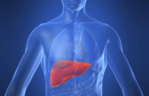 Il fegato è il primo organo ad invecchiare. Perché?