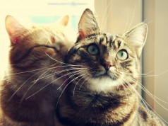 10 segni che provano che il tuo gatto ti ama