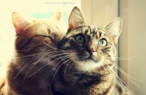 10 segni che provano che il tuo gatto ti ama