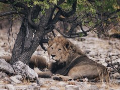 Zimbabwe: nessun perseguimento per l’assassino del leone Cecil