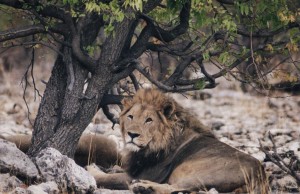 Zimbabwe: nessun perseguimento per l’assassino del leone Cecil