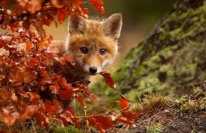 Gli animali e il fascino dell’autunno (FOTO)