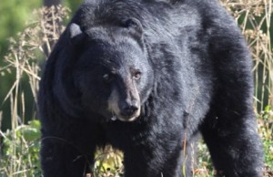In Florida è caccia all’orso nero