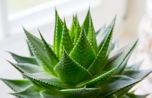 Cleopatra e il suo segreto di bellezza: l’Aloe vera