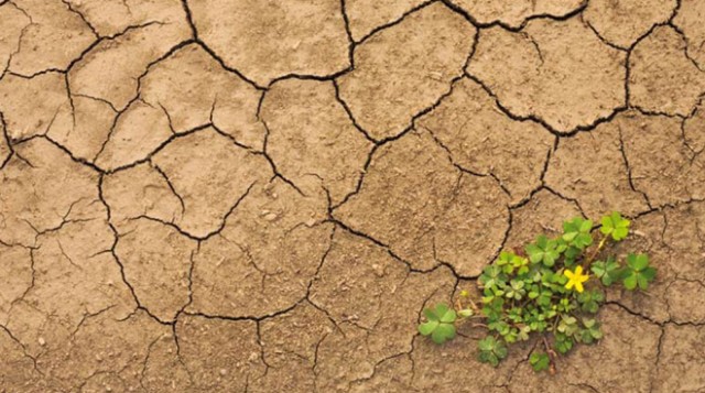 Cambiamenti climatici e alimentazione, cosa succederà? cambiamenti climatici