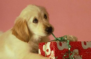 Natale a 4 zampe: regali high-tech per Fido e Miao (FOTO)