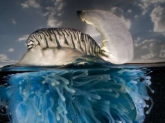 Gli universi paralleli di Matthew Smith (FOTO)