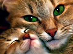 20 cose che non sapevate sui gatti
