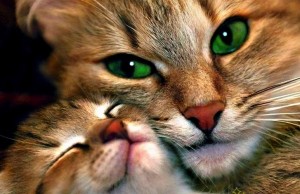 20 cose che non sapevate sui gatti