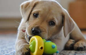 Come cambia la vita con un cane in casa (FOTO)