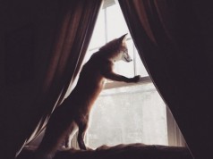 Juniper, la volpe che ha stregato Instagram (VIDEO)