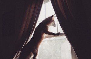 Juniper, la volpe che ha stregato Instagram (VIDEO)