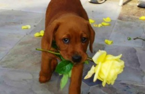 10 modi che ha il vostro cane di dirvi “Ti amo” (FOTO)