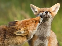 Volpi: gli animali più amorevoli del mondo (FOTO)