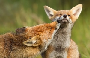 Volpi: gli animali più amorevoli del mondo (FOTO)