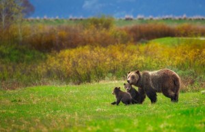 Gli Orsi Grizzly a rischio a Yellowstone orsi grizzly