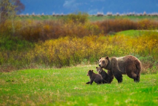 Gli Orsi Grizzly a rischio a Yellowstone orsi grizzly