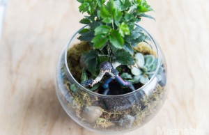 Pollice verde per adorabili creazioni di Star Wars (FOTO)