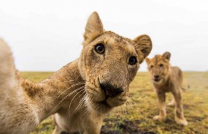 Africa, le più belle foto dai Safari Safari