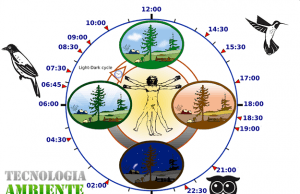 I ritmi della vita in base al cronotipo (FOTO)