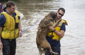 5 commoventi salvataggi di animali in difficoltà (FOTO) 5 commoventi salvataggi di animali in difficoltà