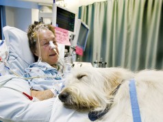 Un ospedale in Canada ha aperto le visite agli animali dei pazienti gravemente malati (FOTO)