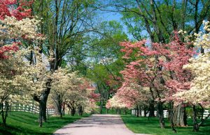 La primavera racchiusa negli scatti di Instagram (FOTO)