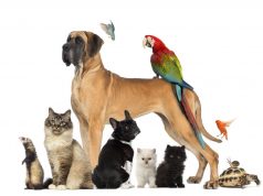 Pet in famiglia: in aumento e sempre più tutelati