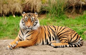 Google facilita l’apprendimento sugli animali e i loro versi