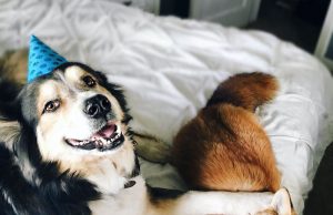 La volpe e il cane: storia di una grande amicizia (FOTO)