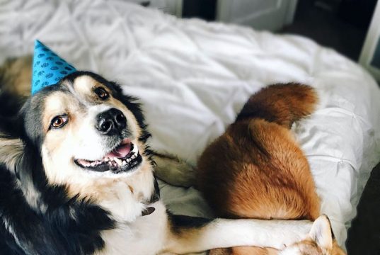 La volpe e il cane: storia di una grande amicizia (FOTO)