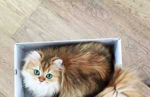 La gatta più fotogenica del mondo si chiama Smoothie ed è bellissima